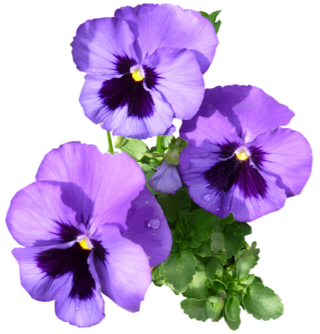 Pansies Purple Flowers Cut - Free photo on Pixabay - Pixabay
